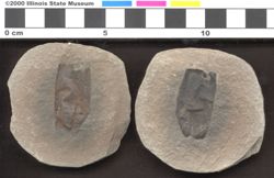 Small image of specimen
