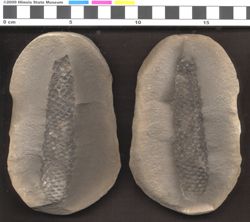 Small image of specimen