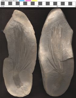 Small image of specimen
