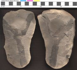 Small image of specimen