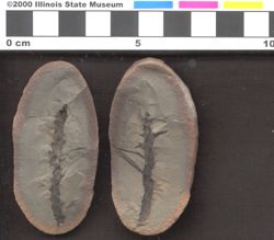 Small image of specimen