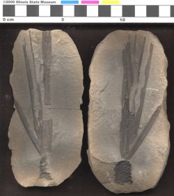 Small image of specimen