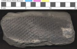 Small image of specimen