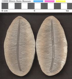Small image of specimen