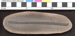 Small image of specimen