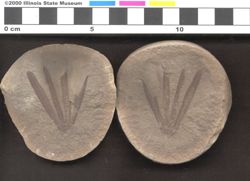 Small image of specimen
