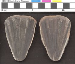 Small image of specimen