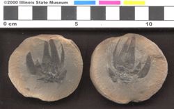 Small image of specimen