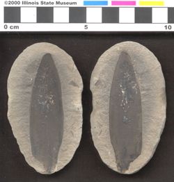 Small image of specimen