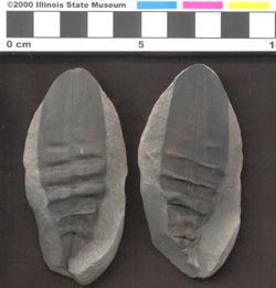 Small image of specimen