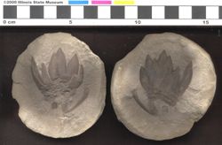 Small image of specimen