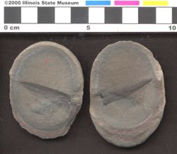 Small image of specimen