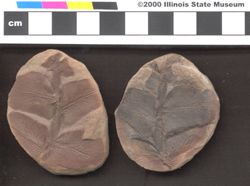 Small image of specimen
