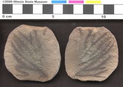 Small image of specimen