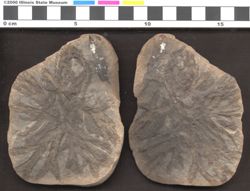 Small image of specimen