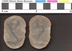 Small image of specimen