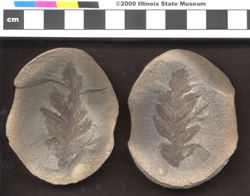 Small image of specimen