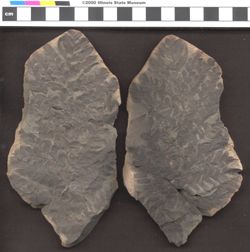 Small image of specimen
