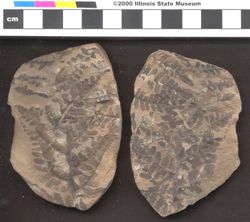 Small image of specimen