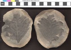 Small image of specimen