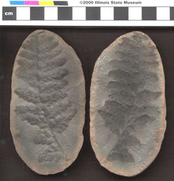 Small image of specimen