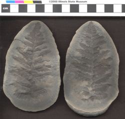 Small image of specimen