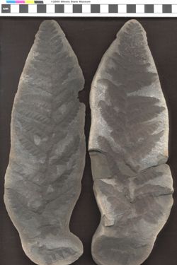 Small image of specimen