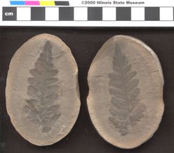 Small image of specimen