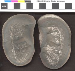 Small image of specimen