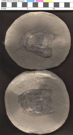 Small image of specimen