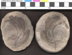 Small image of specimen