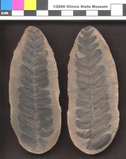 Small image of specimen