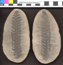 Small image of specimen