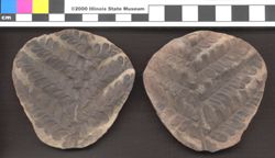 Small image of specimen
