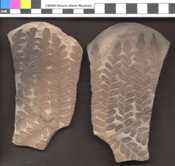 Small image of specimen