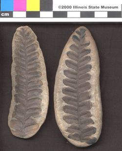Small image of specimen