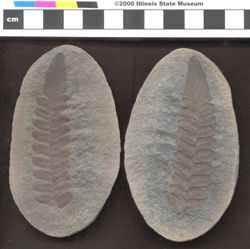 Small image of specimen