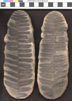 Small image of specimen