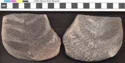 Small image of specimen