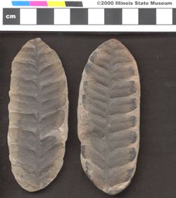 Small image of specimen