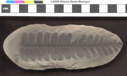 Small image of specimen