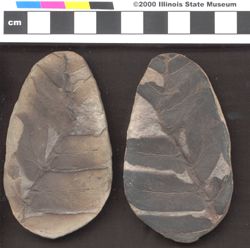 Small image of specimen