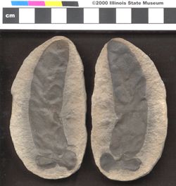 Small image of specimen