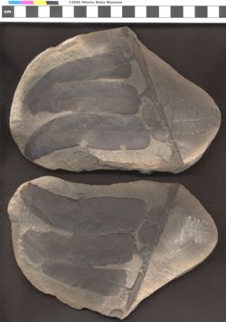 Small image of specimen