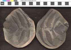 Small image of specimen