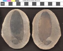 Small image of specimen