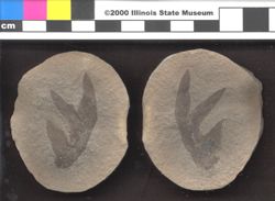Small image of specimen