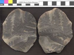 Small image of specimen