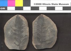 Small image of specimen