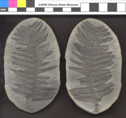 Small image of specimen